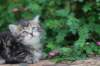phebe5weeks47_small.jpg
