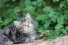 phebe5weeks48_small.jpg