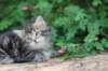 phebe5weeks49_small.jpg