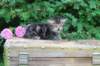 phebe5weeks50_small.jpg
