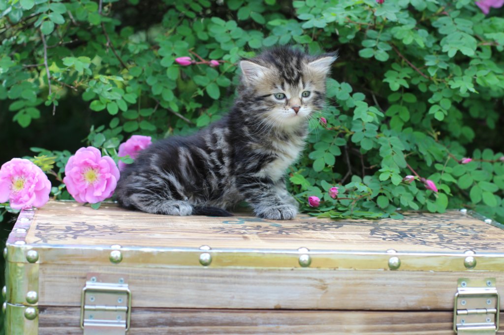 phebe5weeks51.jpg