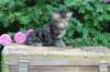 phebe5weeks51_small.jpg