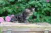 phebe5weeks52_small.jpg