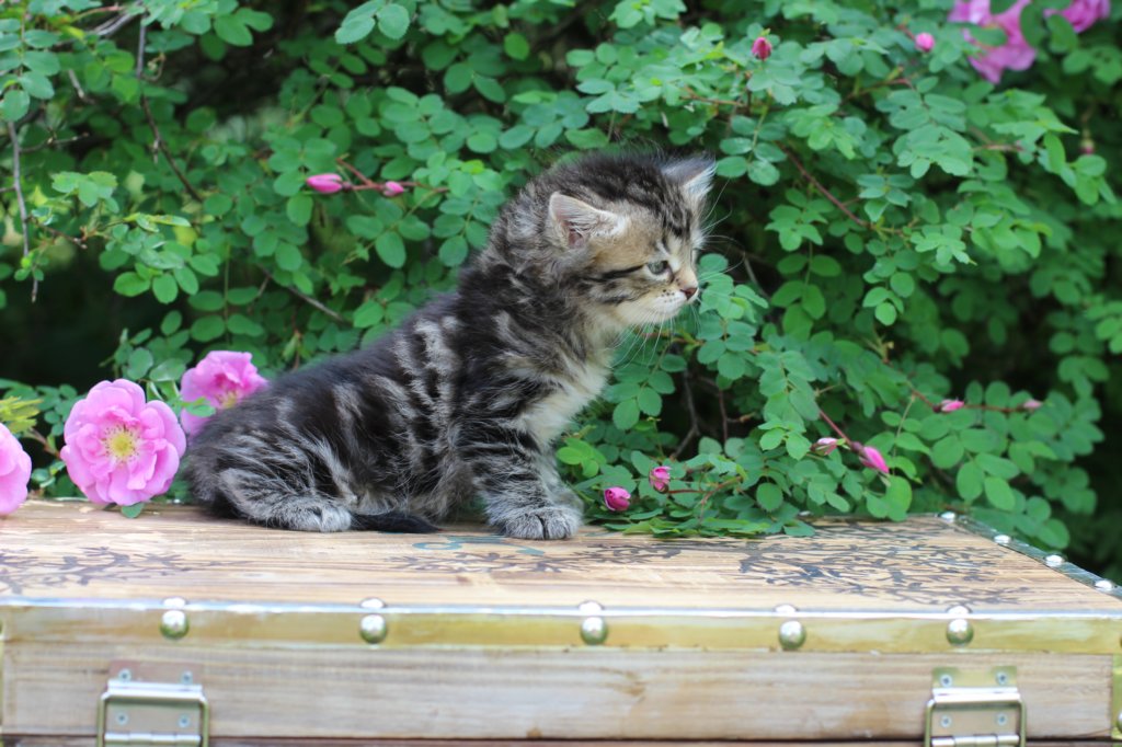 phebe5weeks53.jpg