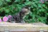 phebe5weeks53_small.jpg