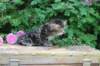 phebe5weeks54_small.jpg