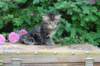 phebe5weeks55_small.jpg