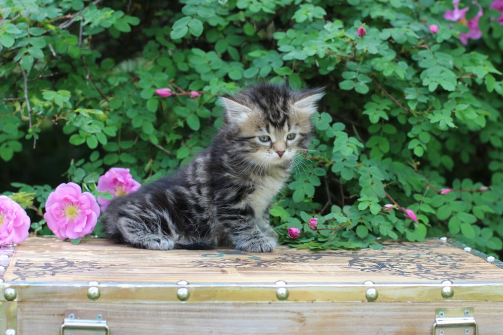 phebe5weeks56.jpg
