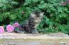 phebe5weeks56_small.jpg