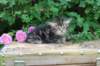 phebe5weeks57_small.jpg