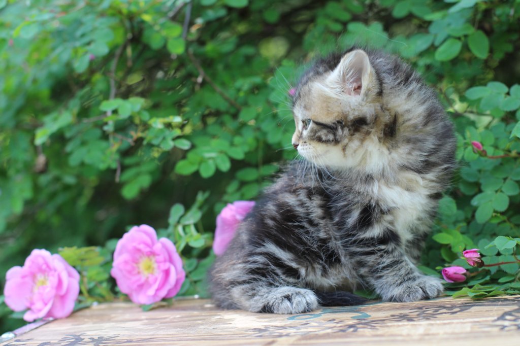 phebe5weeks7.jpg