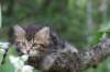phebe8weeks7722_small.jpg