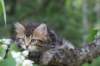 phebe8weeks7723_small.jpg