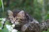 phebe8weeks7724_small.jpg