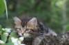 phebe8weeks7725_small.jpg