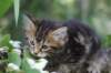 phebe8weeks7726_small.jpg