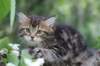phebe8weeks7727_small.jpg