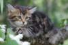 phebe8weeks7728_small.jpg