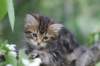 phebe8weeks7729_small.jpg