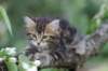 phebe8weeks7730_small.jpg