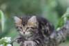 phebe8weeks7731_small.jpg