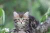 phebe8weeks7732_small.jpg