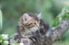 phebe8weeks7733_small.jpg