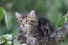 phebe8weeks7735_small.jpg