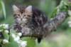 phebe8weeks7736_small.jpg