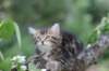 phebe8weeks7737_small.jpg