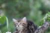 phebe8weeks7738_small.jpg