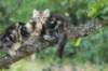 phebeandpaulos27_small.jpg