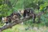 phebeandpaulos28_small.jpg
