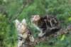 phebeandpaulos29_small.jpg