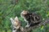 phebeandpaulos30_small.jpg