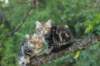 phebeandpaulos31_small.jpg