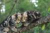 phebeandpaulos32_small.jpg
