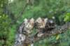 phebeandpaulos33_small.jpg