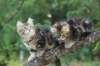 phebeandpaulos34_small.jpg