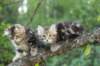 phebeandpaulos35_small.jpg