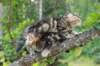 phebeandpaulos38_small.jpg