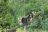 phebeandpaulos39_small.jpg