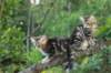 phebeandpaulos40_small.jpg