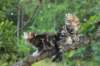 phebeandpaulos41_small.jpg