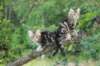 phebeandpaulos42_small.jpg