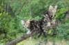 phebeandpaulos43_small.jpg