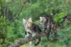phebeandpaulos44_small.jpg