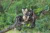 phebeandpaulos45_small.jpg
