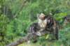 phebeandpaulos46_small.jpg