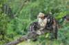 phebeandpaulos47_small.jpg